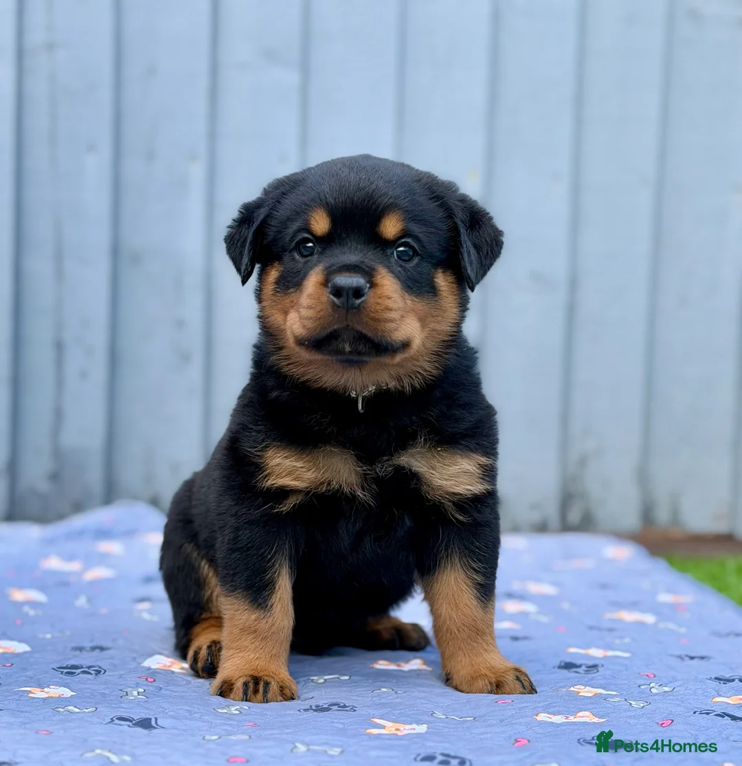 Rottweiler dogs for sale: 5 Exceptional KC Registered Rottweiler Puppies - Advert 2