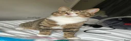 Mixed Breed cats for sale: Lovely 5 month old male kitten  - Advert 1