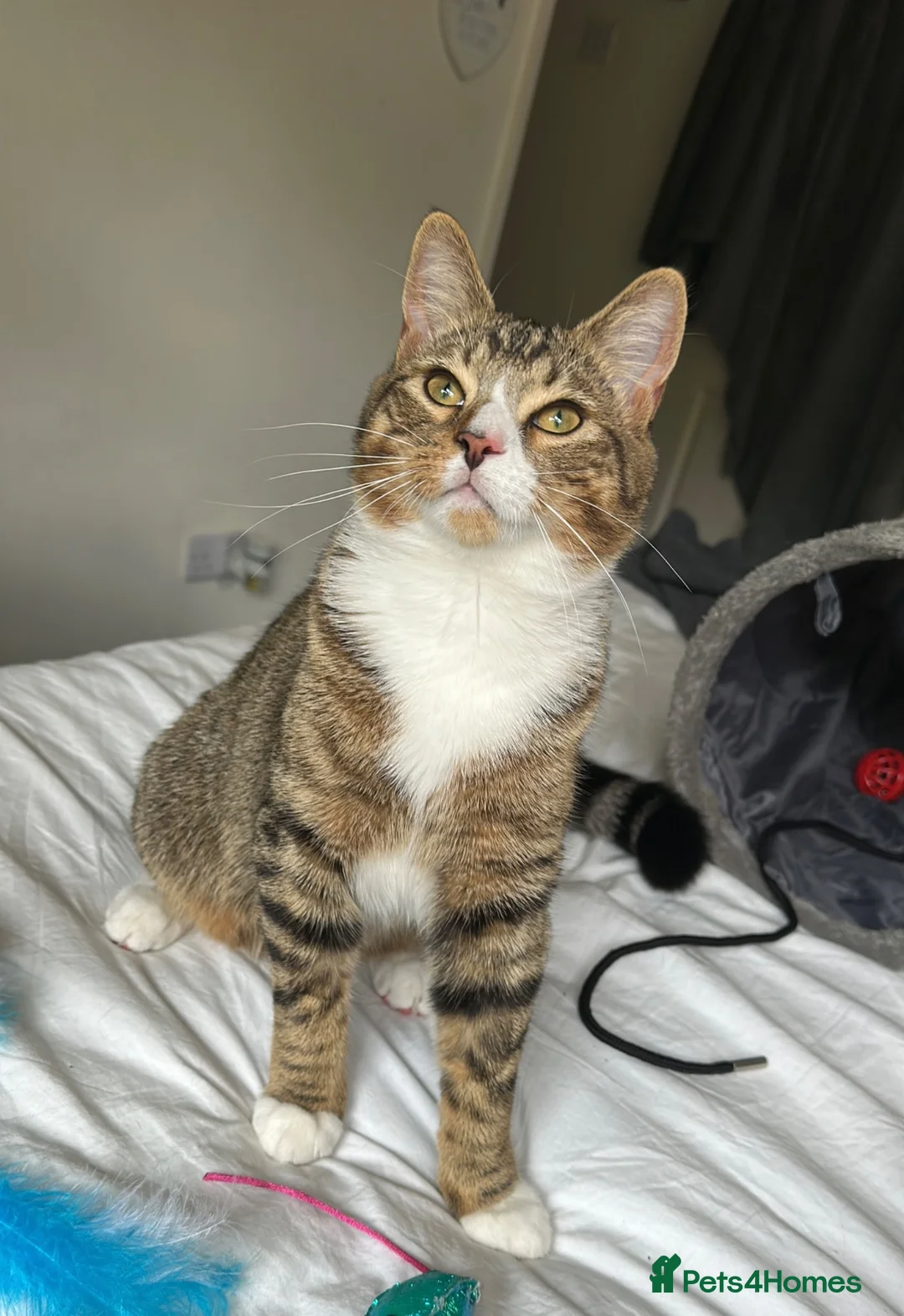 Mixed Breed cats for sale: Lovely 5 month old male kitten  - Advert 1