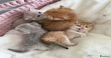 British Shorthair cats - Advert 12