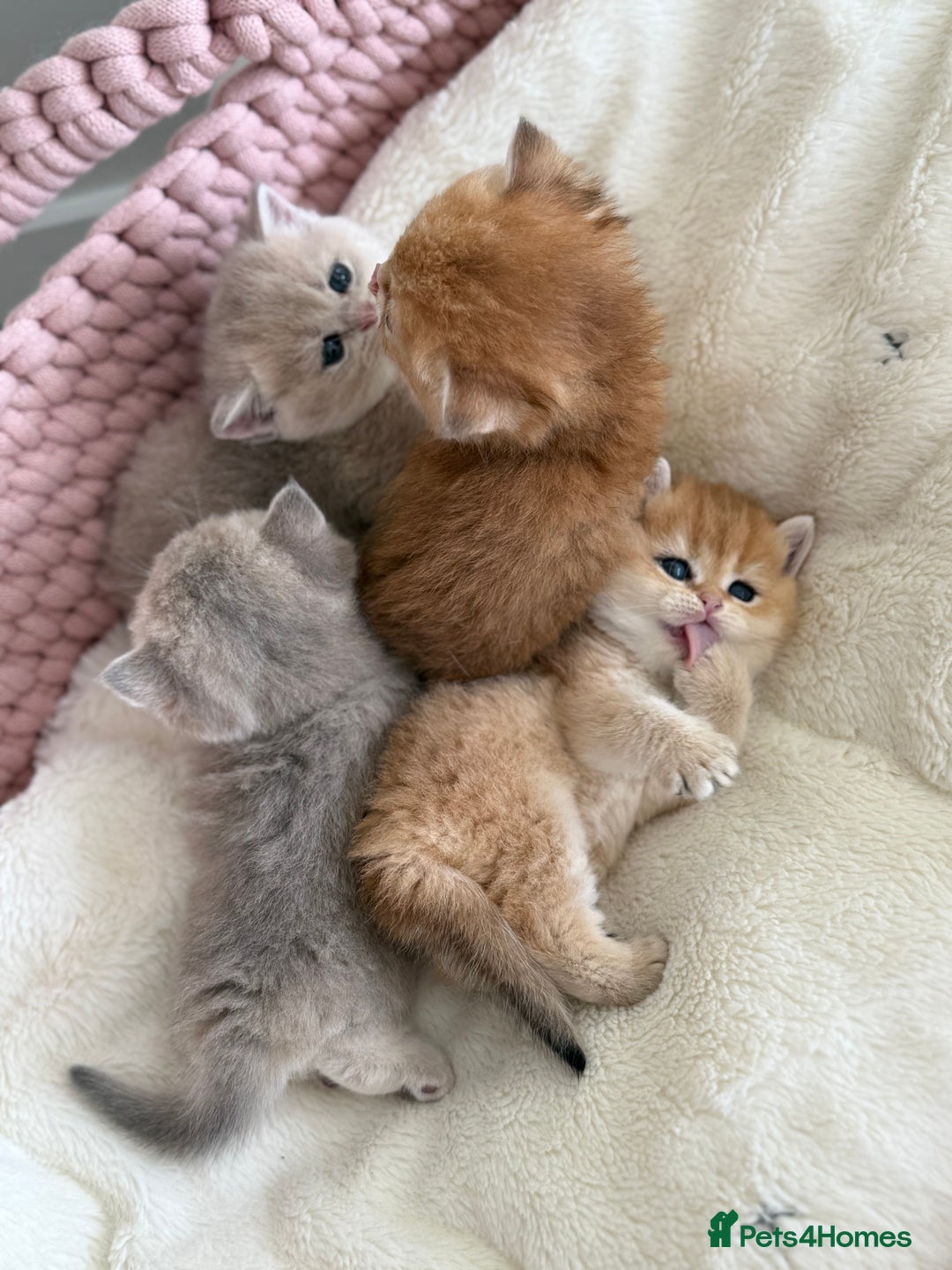 British Shorthair cats for sale: Golden Blue British Shorthair kittens  - Advert 7