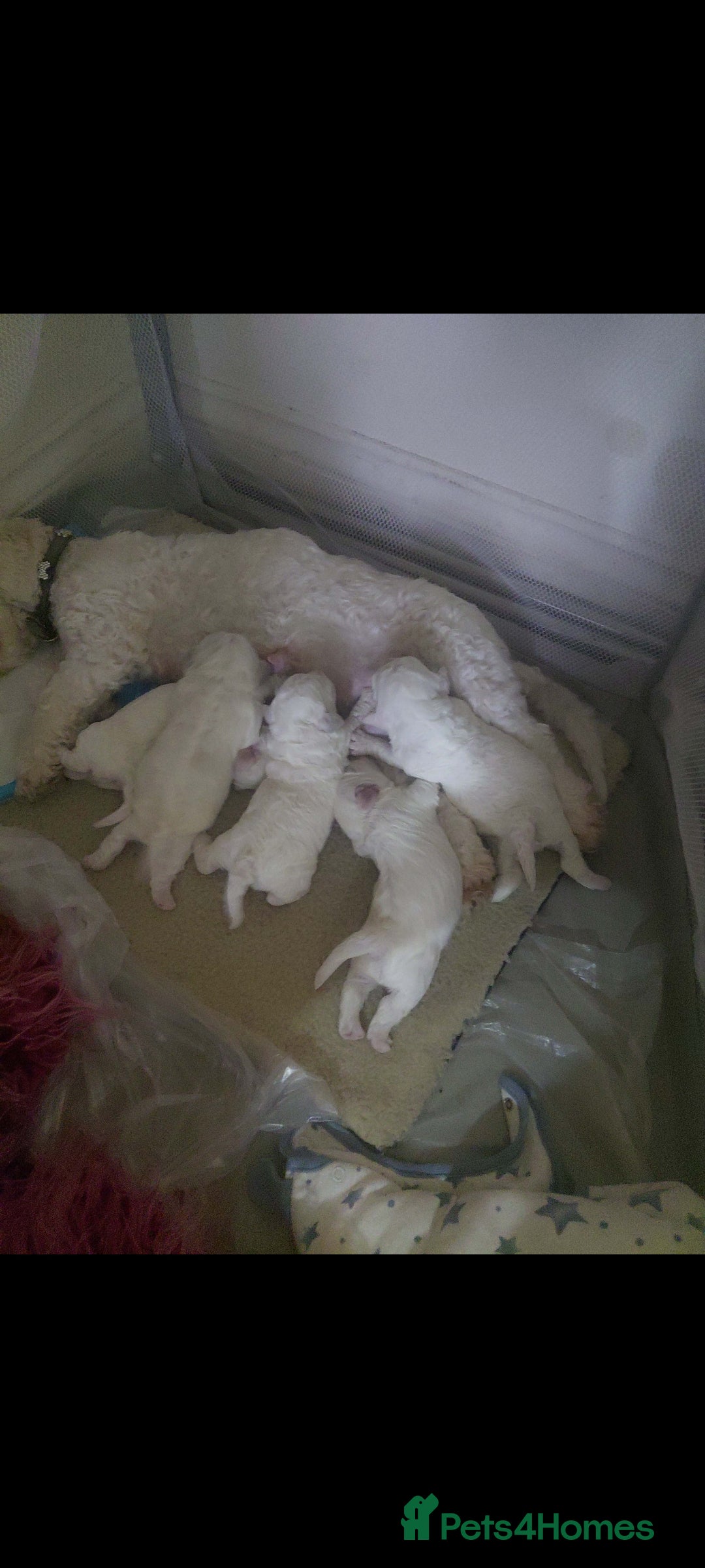 Bichon Frise dogs for sale: Adorable Bichon Puppies Looking! 🐾 - Advert 15
