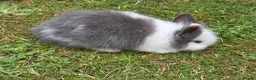 Lionhead rabbits for sale: Adorable baby purebred lionhead bunnies  - Advert 4