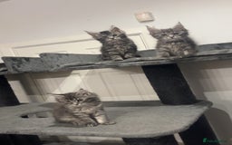 Maine Coon cats for sale:  TICA Maine Coon Kittens Ready for  **  🎁  - Advert 8