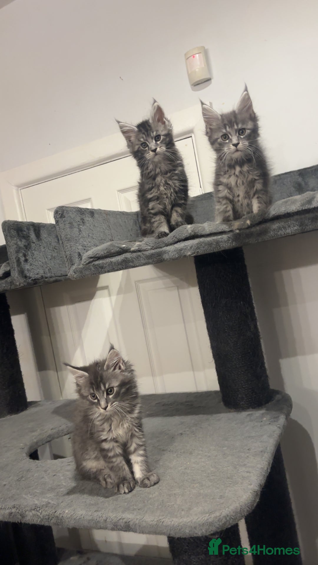 Maine Coon cats for sale:  TICA Maine Coon Kittens Ready for  **  🎁  - Advert 8