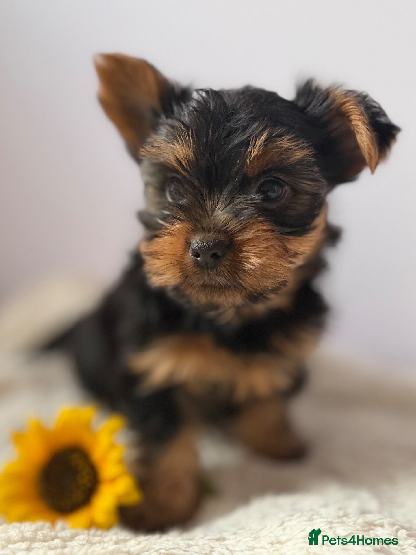 Yorkshire Terrier dogs Yorkshire terrier  - Advert 3