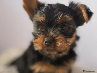 Yorkshire Terrier dogs Yorkshire terrier - Advert 1