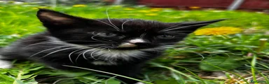 Mixed Breed Kitten 4
