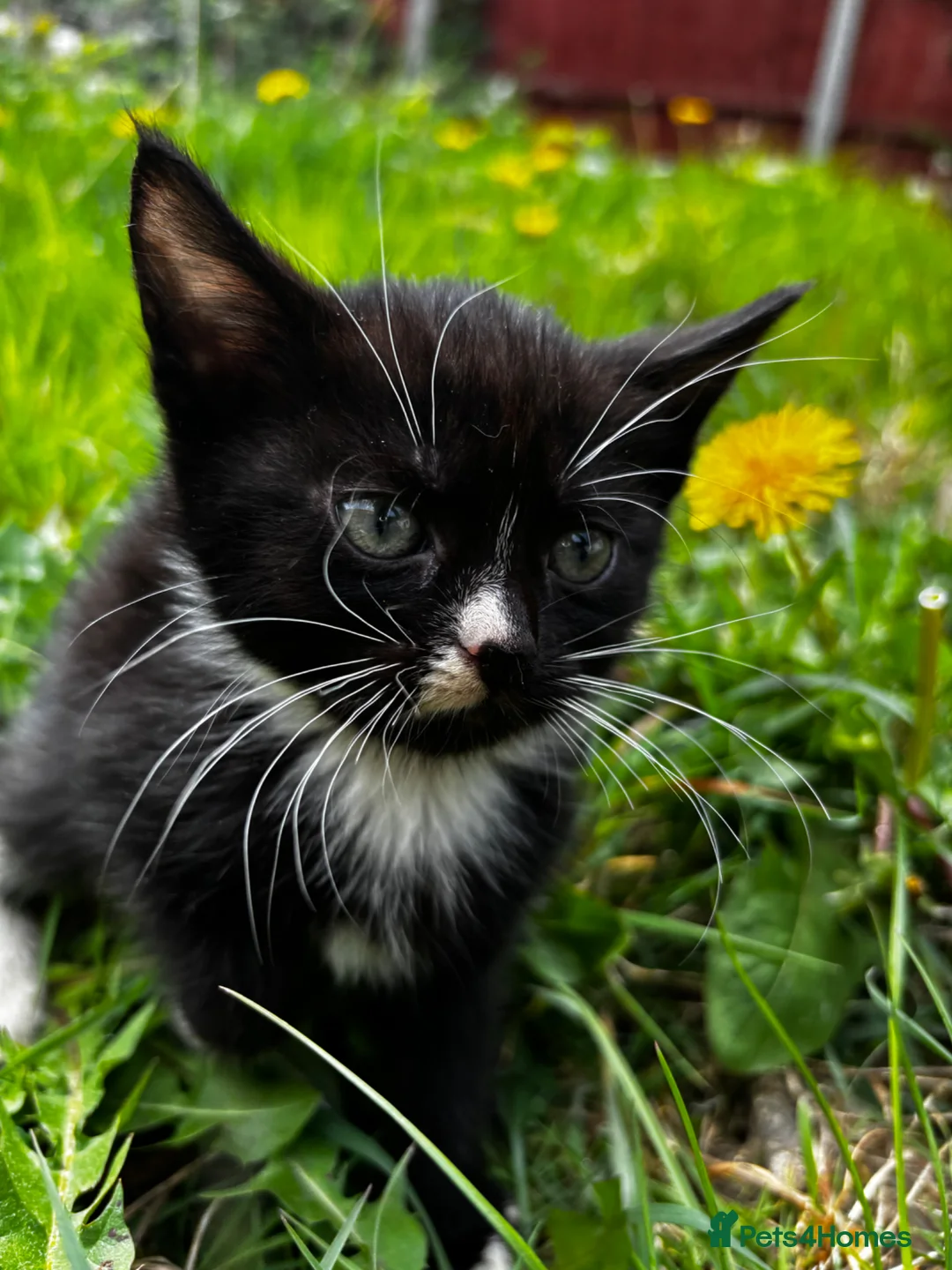 Mixed Breed cats for sale: Adorable Mixed Breed Kittens Japanese Bobtail Mum  - Advert 2