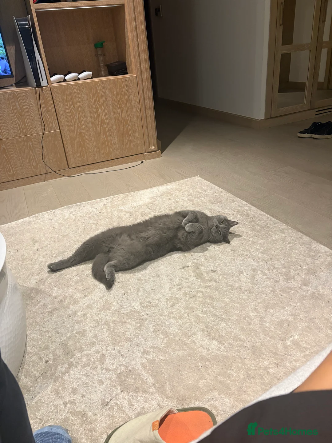 British Shorthair cats for sale: British Shorthair Male - Advert 4