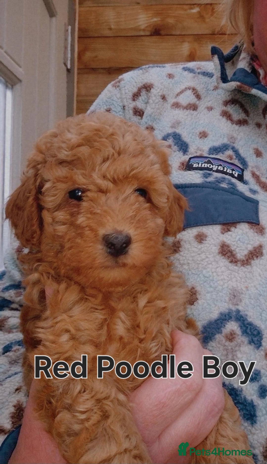 Miniature Poodle dogs for sale: Stunning poodles puppies  ready now   - Advert 15