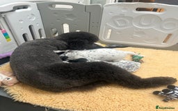 Mixed Breed dogs for sale: Rare Dalmadoodles - Image 34