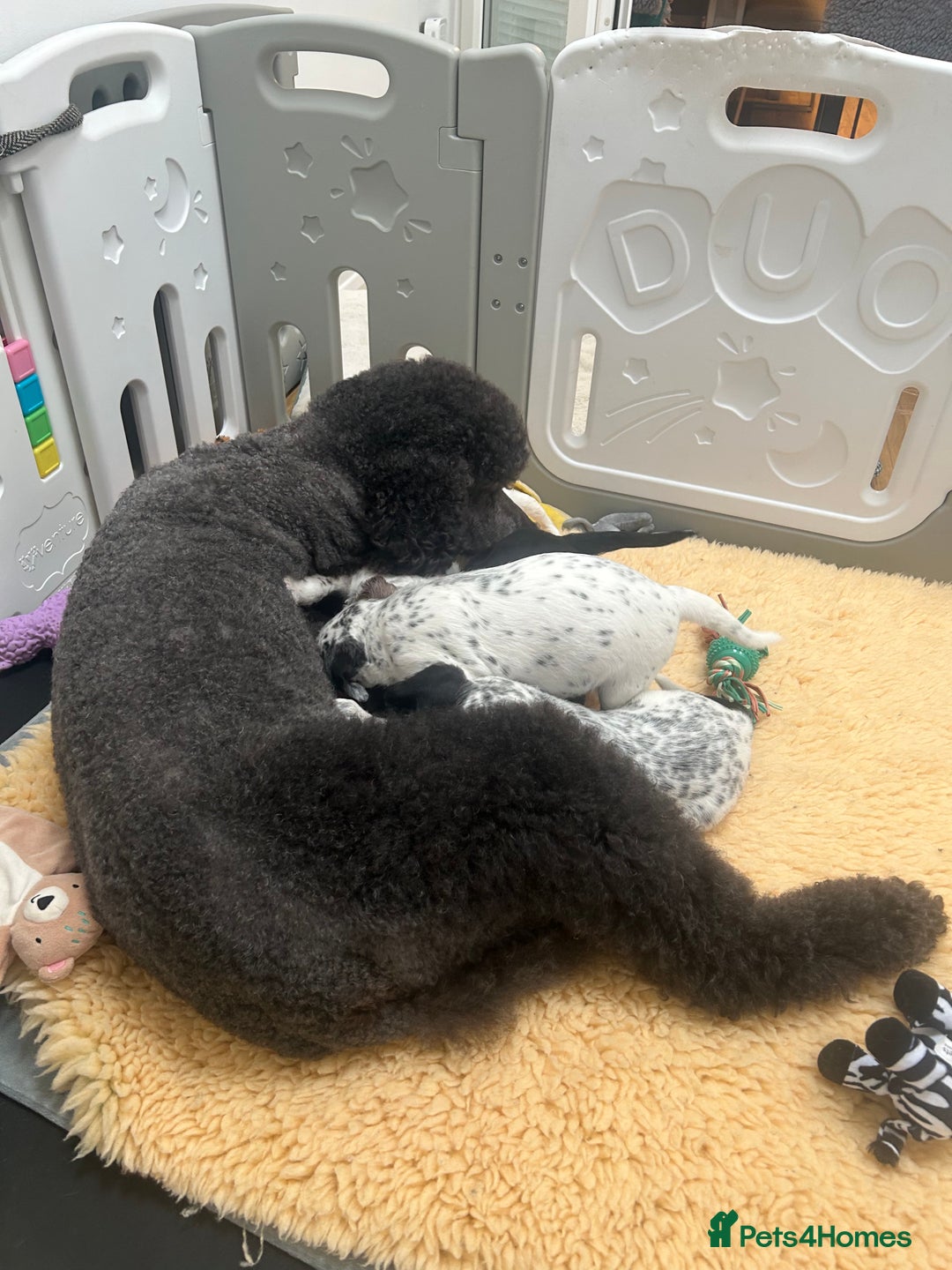 Mixed Breed dogs for sale: Rare Dalmadoodles - Image 34