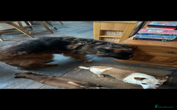 German Shepherd dogs for sale: Lovely Soft Natured Girl - Advert 3