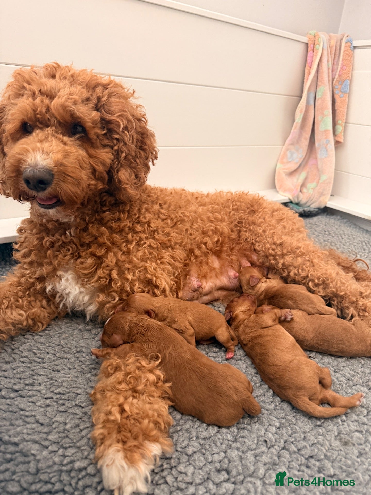 Australian Labradoodle dogs Multigenerational Australian Labradoodle Puppies - Advert 4