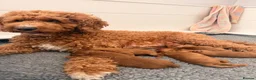 Australian Labradoodle dogs for sale: Multigenerational Australian Labradoodle Puppies - Advert 6