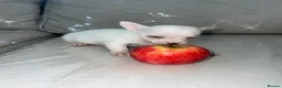 Chihuahua dogs for sale: Boy puppies for sale  - Advert 9