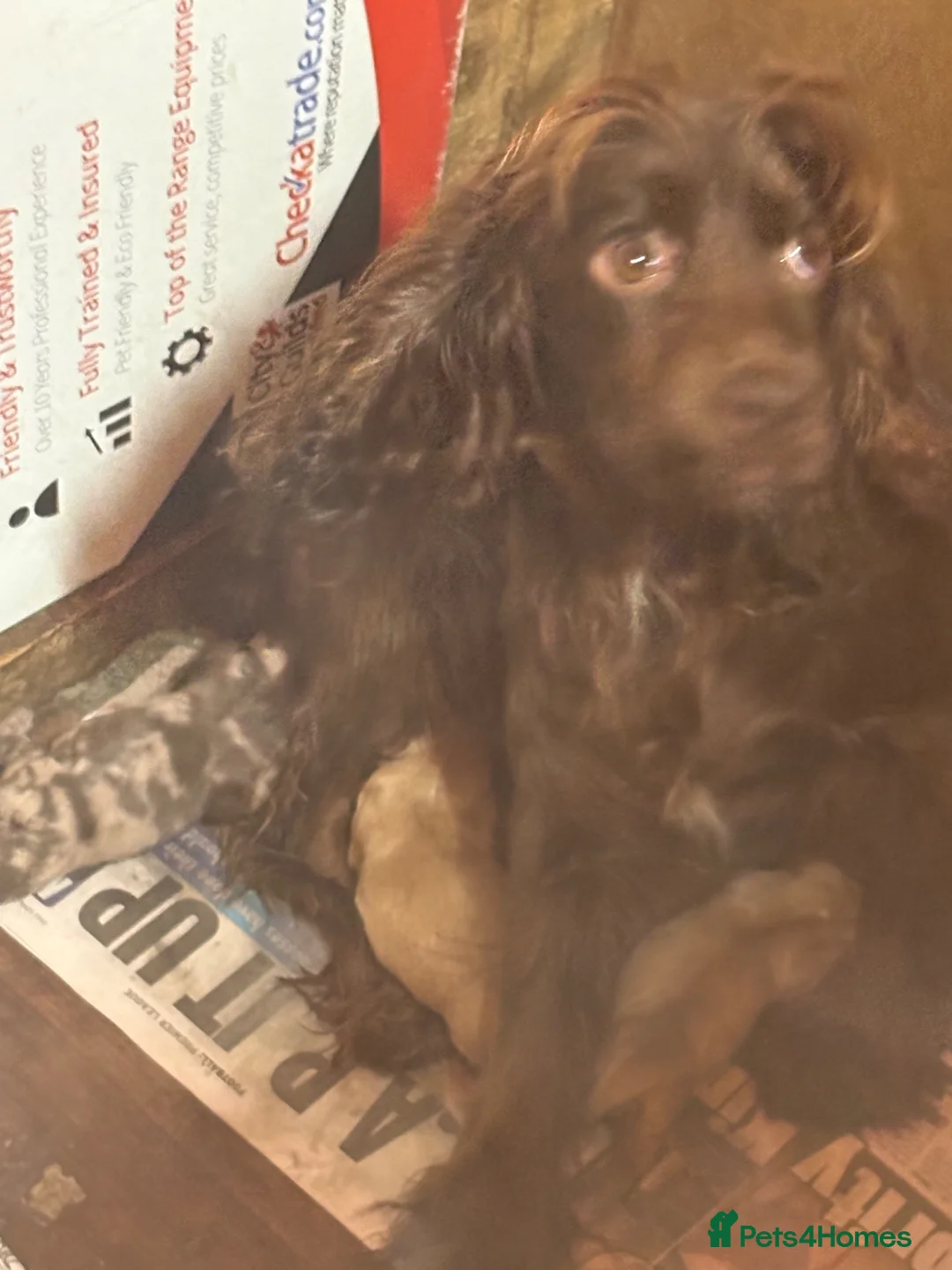 Cocker Spaniel dogs for sale: 3 cocker spaniel puppies for sale  - Advert 1