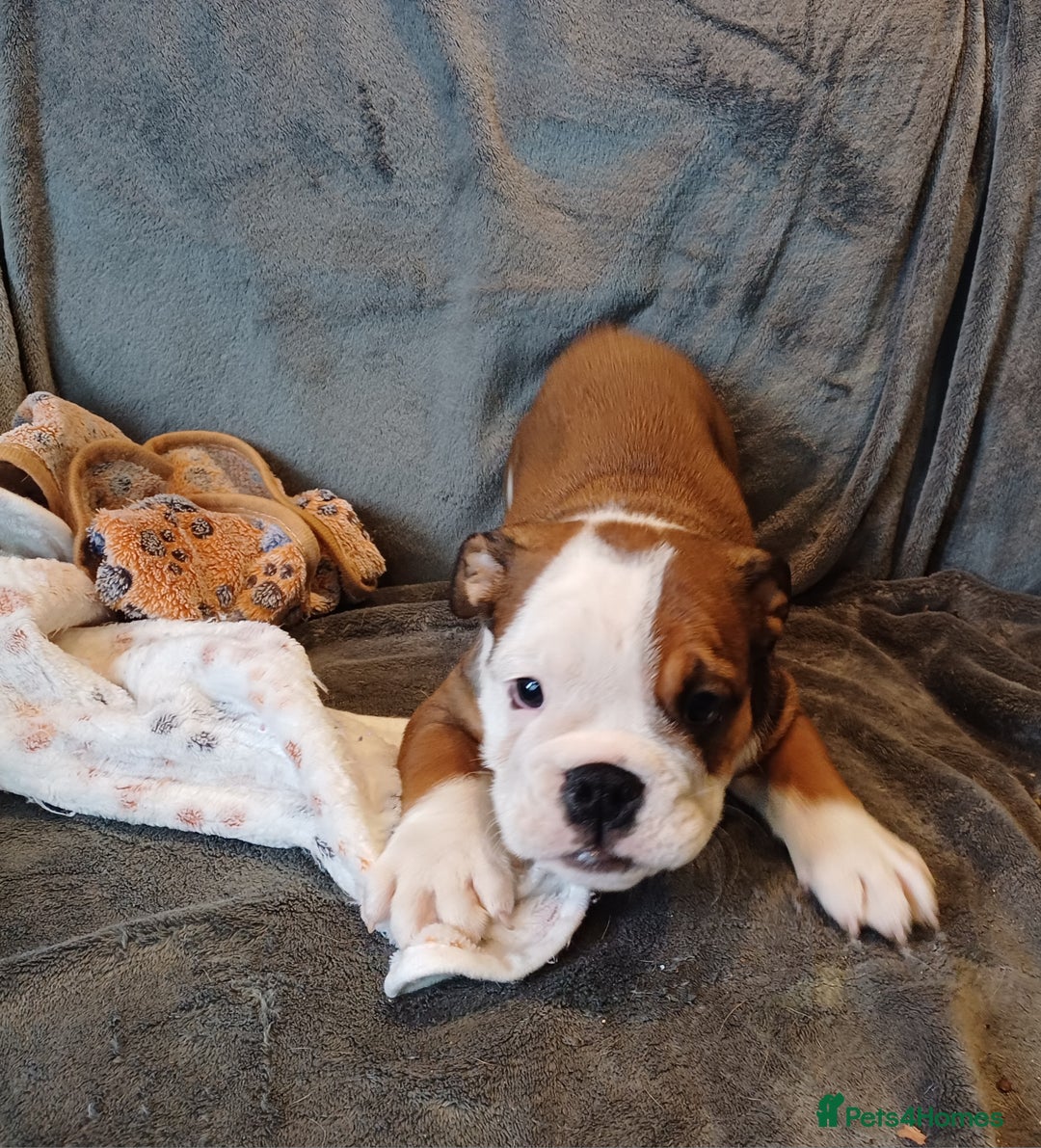 English Bulldog dogs for sale: Champion English bulldogs - Image 35