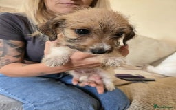 Dachshund dogs for sale: Dachshund x cavachon pups for sale - Image 19