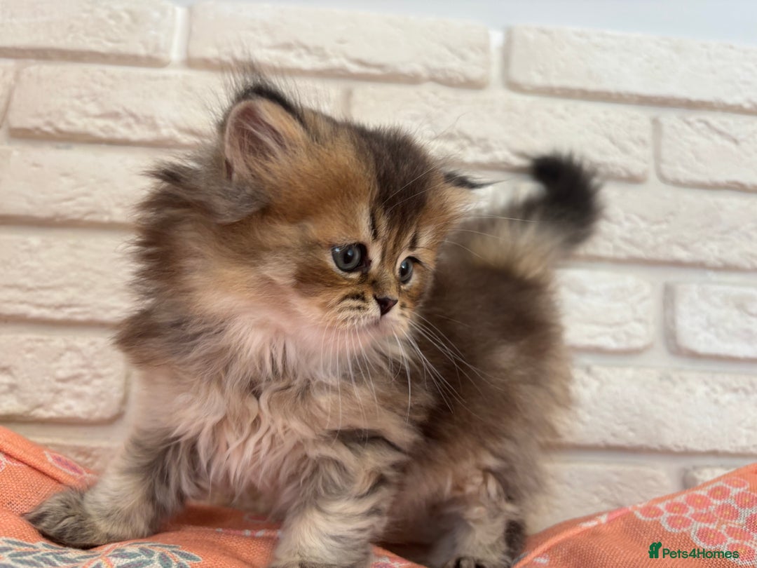 Scottish Fold cats for sale: Scottish fold pedigree kittens - Image 21