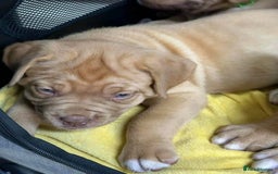 Dogue De Bordeaux dogs for sale: Dogue de Bordeaux puppies now available! - Image 7