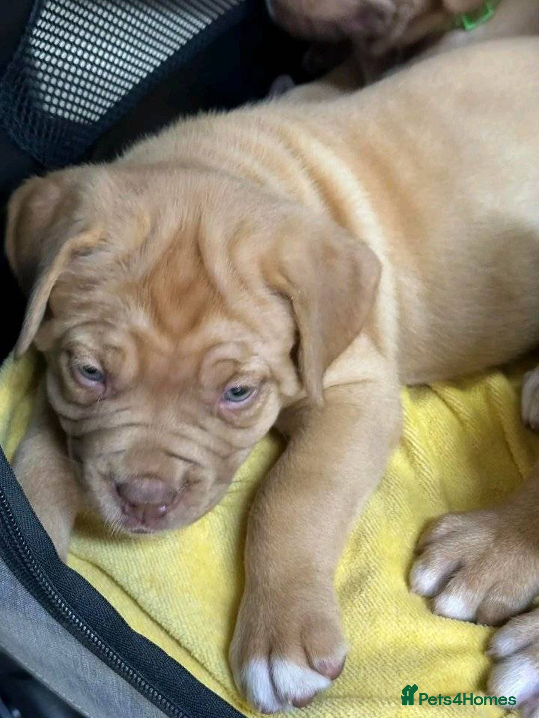 Dogue De Bordeaux dogs for sale: Dogue de Bordeaux puppies now available! - Image 7