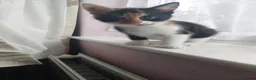 Mixed Breed cats for sale: Beautiful kitten's  - Advert 9