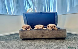 Cockapoo dogs for sale: Cockapoo F1B ready to leave  - Image 6