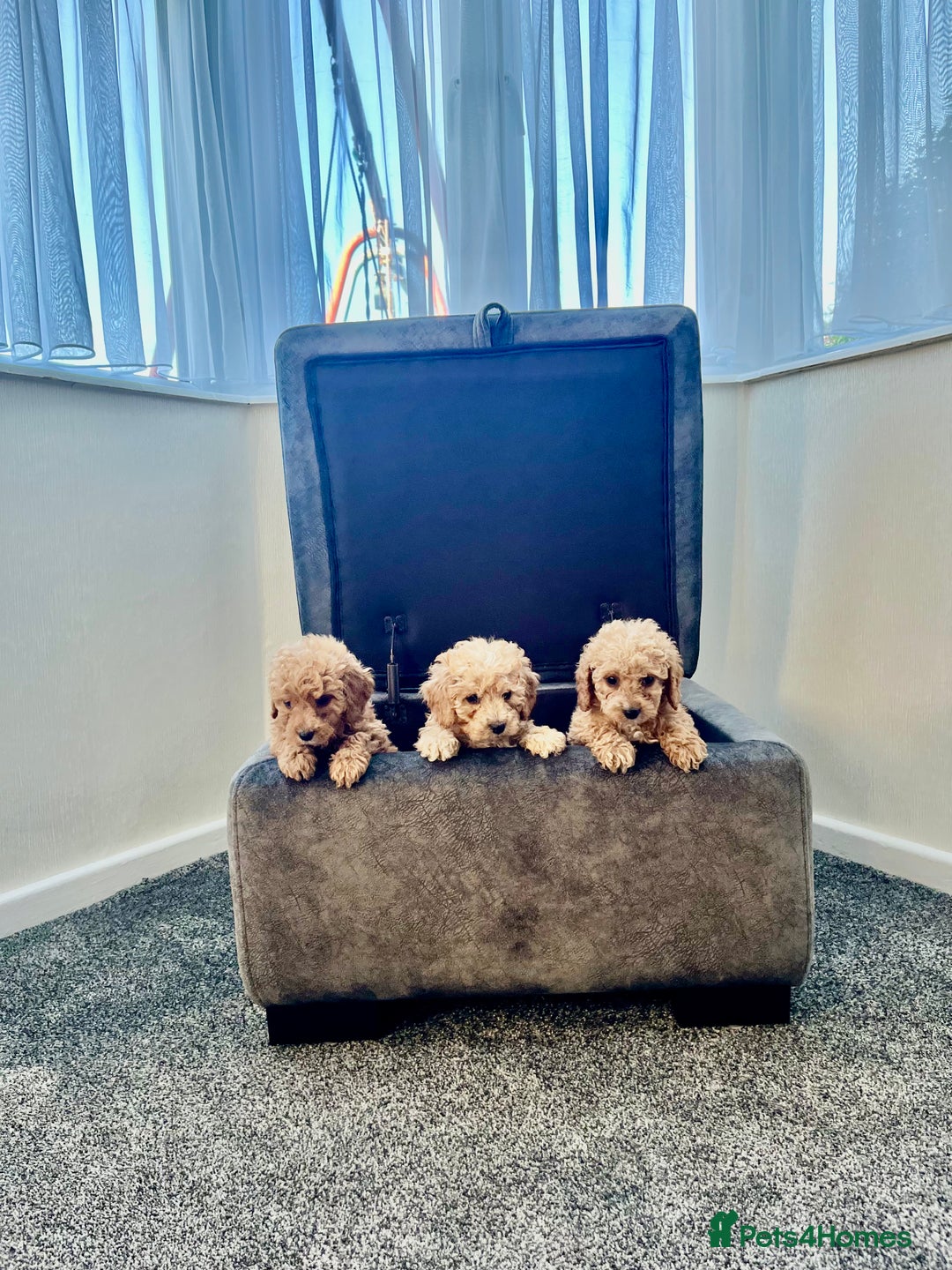 Cockapoo dogs for sale: Cockapoo F1B ready to leave  - Image 6