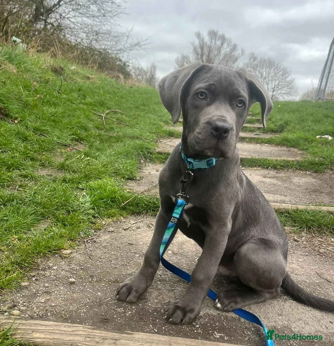 Cane Corso dogs for sale: ROME ,Male cane corso - Advert 2