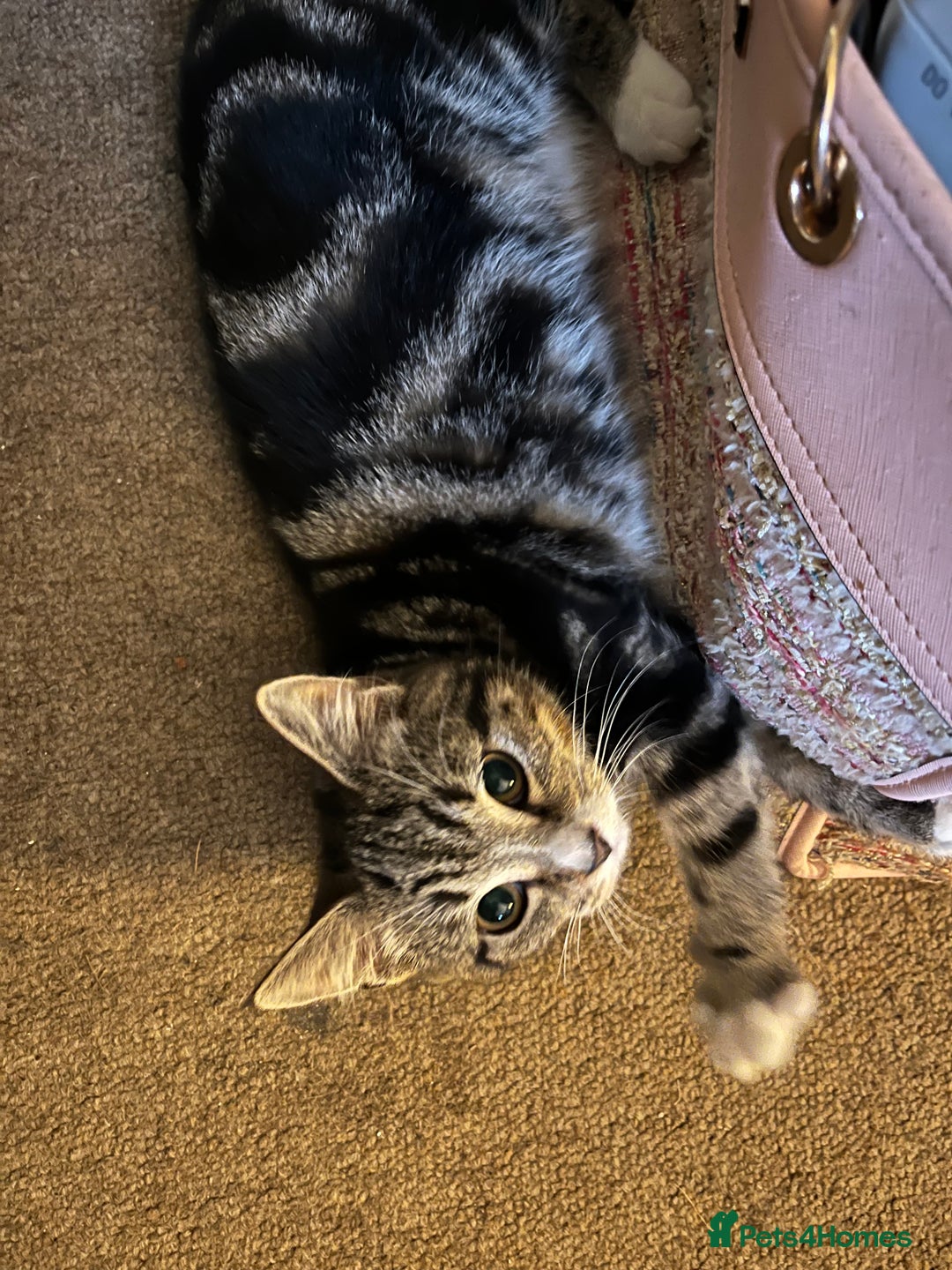 Mixed Breed cats for sale: adorable kittens looking for loving homes 💖🐾 - Advert 8