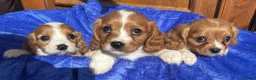 Cavalier King Charles Spaniel dogs for sale: Blenheim Cavalier King Charles pups ready now  - Advert 15