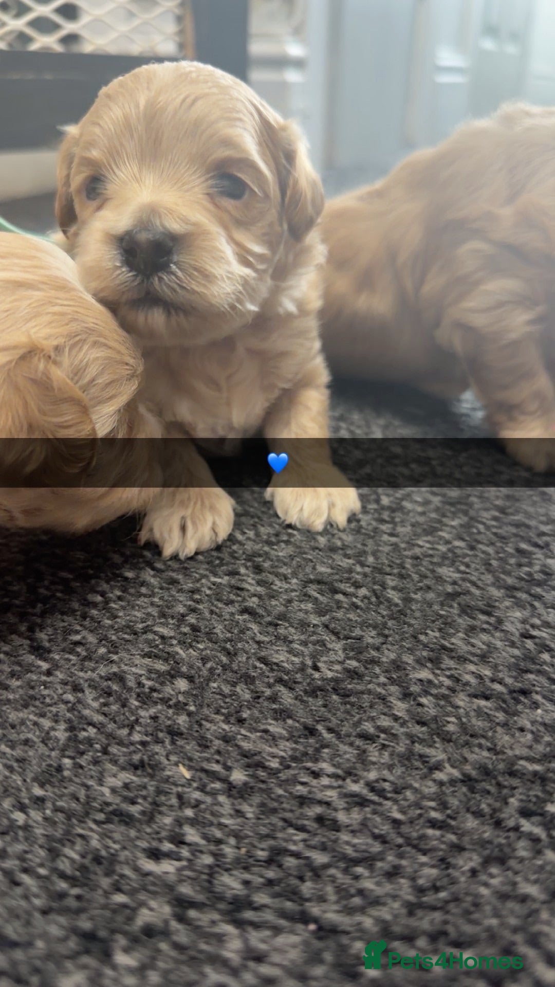 Maltipoo dogs 🩷💙Tiny Maltipoos,KC dna health clear parents 🥰 - Advert 1