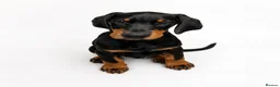 Dobermann dogs for sale: DOBERMAN PUPS CHAMPION BLOODLINES FULLY HEALTH   - Advert 2