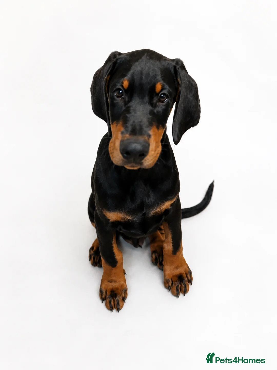 Dobermann dogs for sale: DOBERMAN PUPS CHAMPION BLOODLINES FULLY HEALTH   - Advert 2