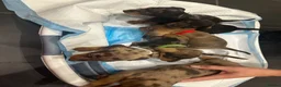 Miniature Dachshund dogs for sale: Miniature Dashounds Dapple  in Larkhall - Advert 7