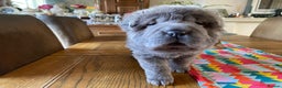 Shar Pei dogs for sale: 4 Shar pei puppies for sale - Advert 18