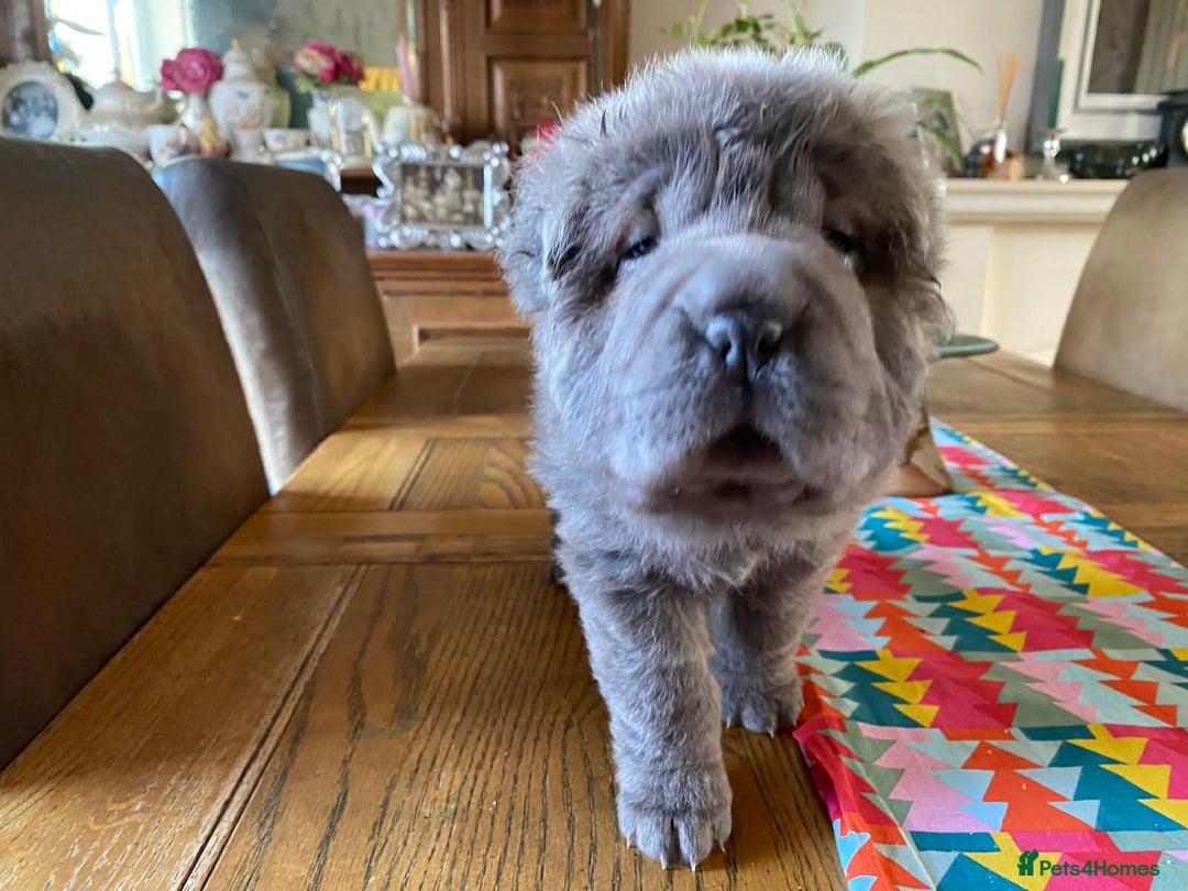 Shar Pei dogs for sale: 4 Shar pei puppies for sale - Advert 18