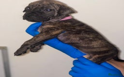 Presa Canario dogs for sale: Presa Canario Puppies for Sale - Image 18