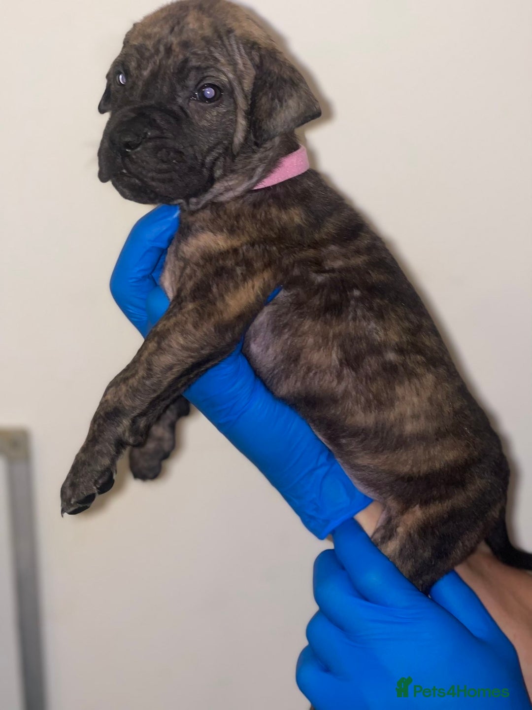 Presa Canario dogs for sale: Presa Canario Puppies for Sale - Image 18