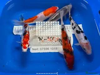 Koi Carp fish Large Selection of Koi and Butterfly Koi Carp - Advert 3