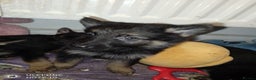 German Shepherd dogs for sale: Last female puppy - Advert 4