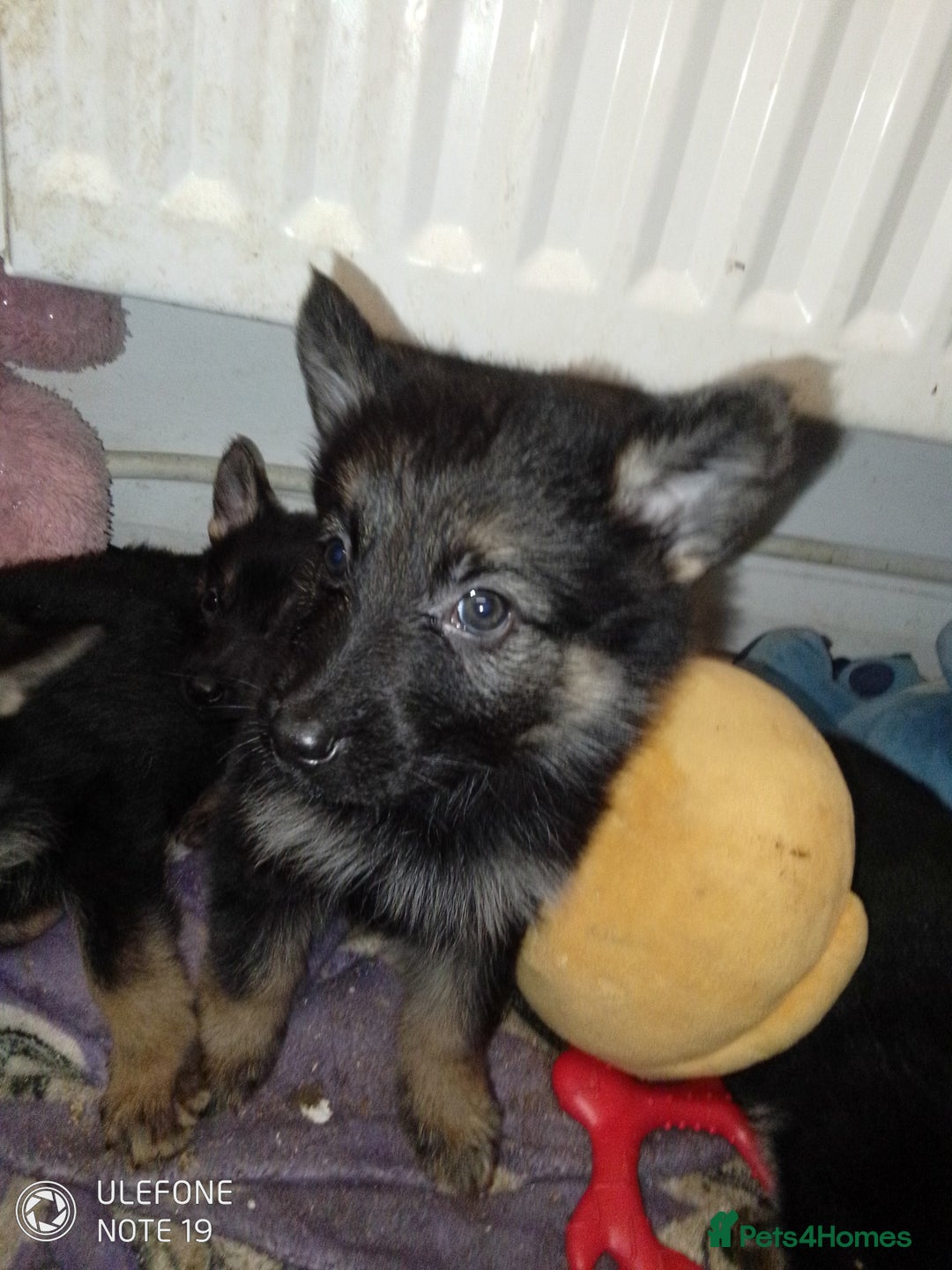 German Shepherd dogs for sale: Last female puppy - Advert 4