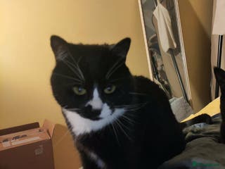 Domestic Shorthair cats Rehoming Luigi. - Advert 10