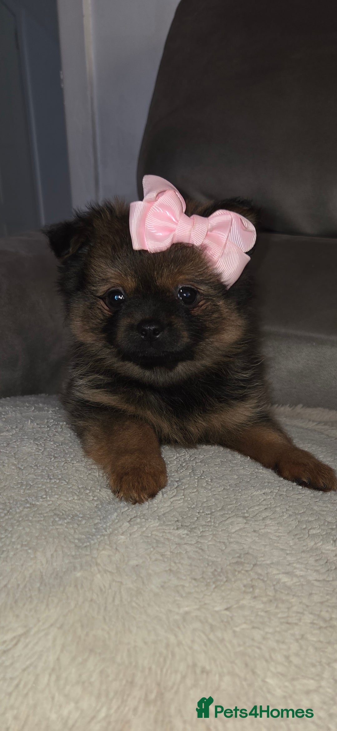 Mixed Breed dogs for sale: Shiranian puppies  - Image 6
