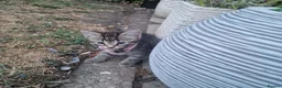 Mixed Breed cats for sale: Tabby Kitten Looking for forever home - Advert 3