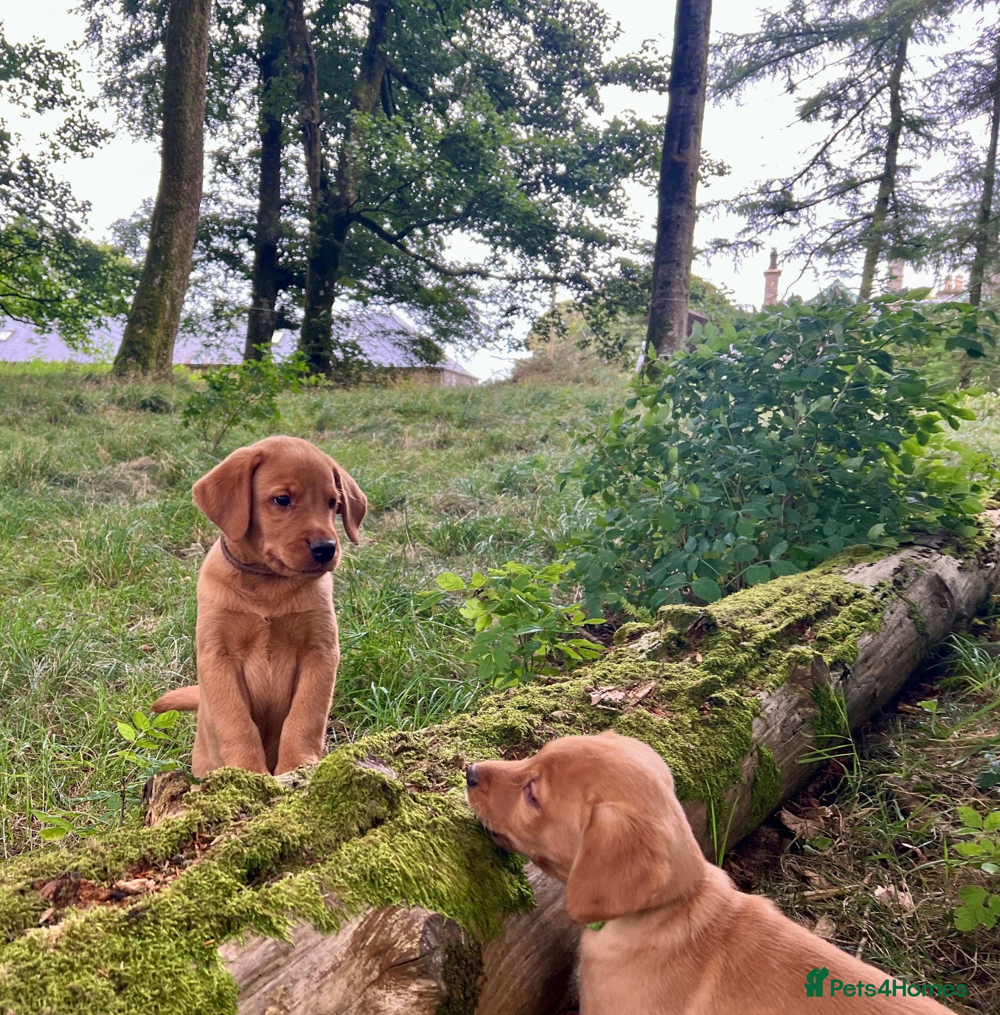 Labrador Retriever dogs kC reg fox red labs FTCH sired - Advert 2