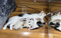 Mixed Breed cats for sale: 4 beautiful kittens 😻 - Image 1