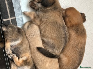 Chipoo dogs - Advert 2